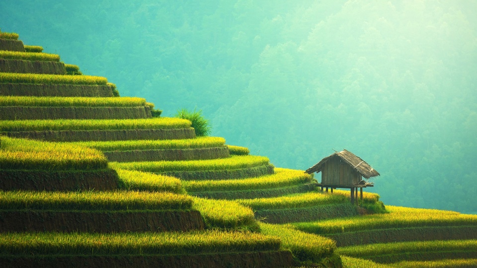 自然景觀 梯田 綠色 護眼 風景大片壁紙