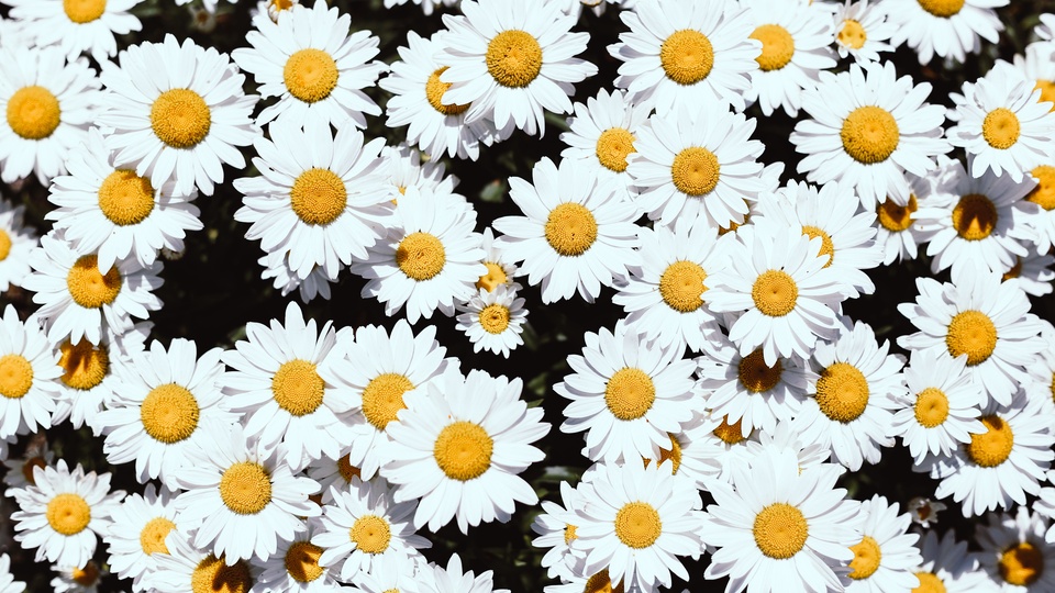 花草樹木 花卉壁紙